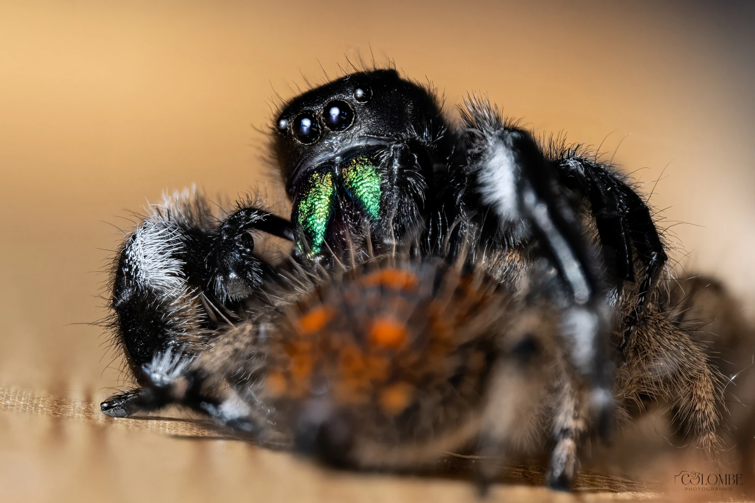 Araignée sauteuse en macrophotographie capturant une proie, image en haute résolution