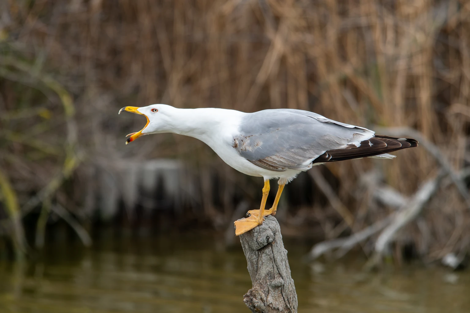 photographie oiseaux mouette